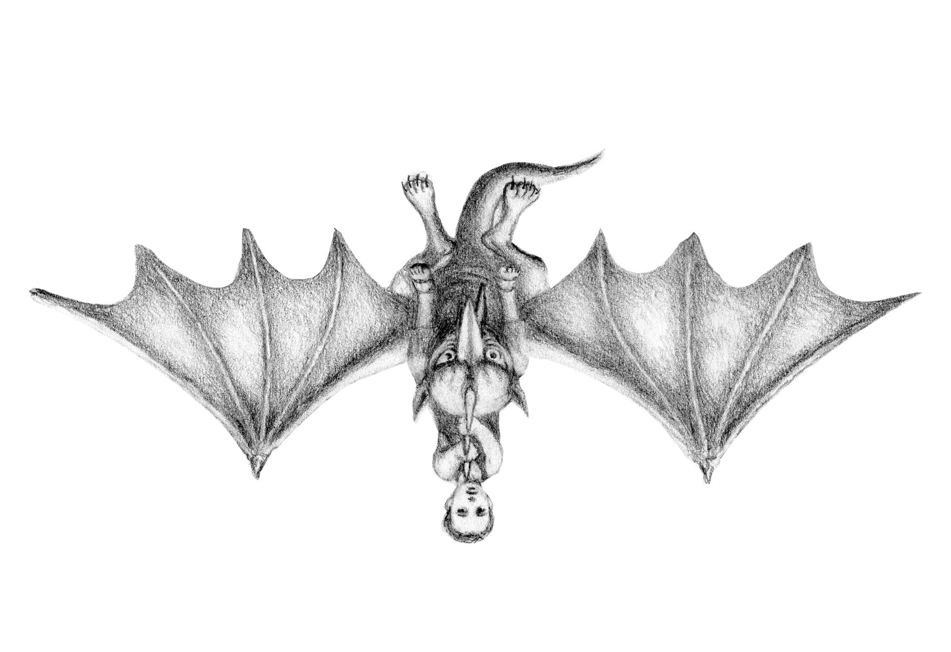 Flap1