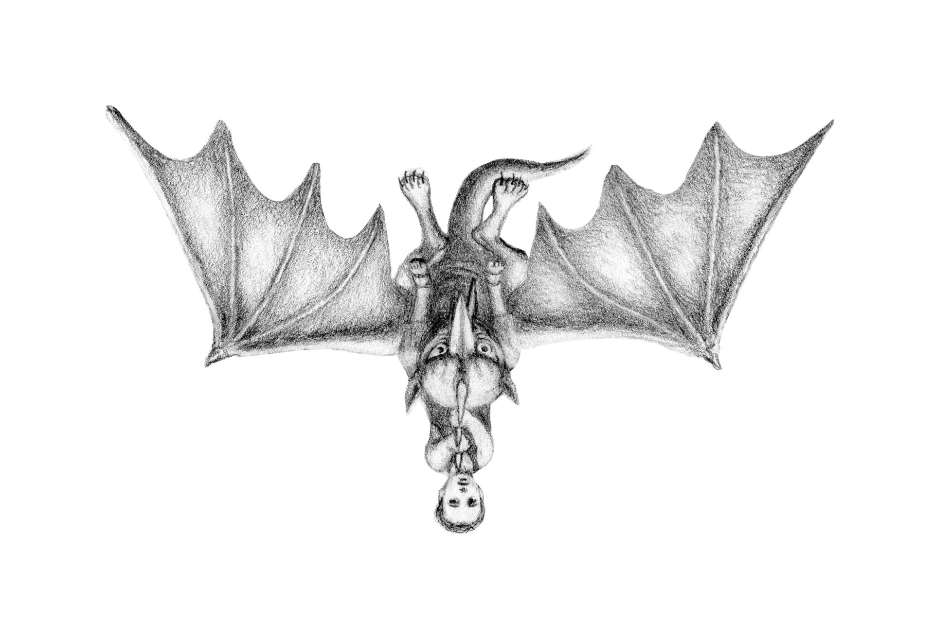 Flap2